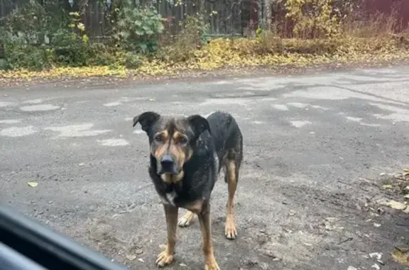 Найдена собака, Кострома, фото: Собака найдена: Кадыевский пер., 10А, Кострома