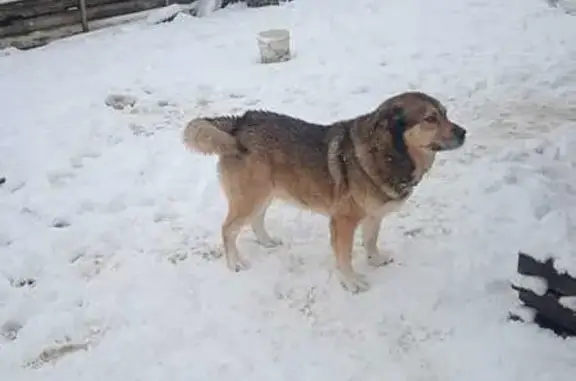 Пропала собака, Трактовая 193, Тюмень