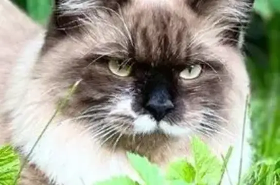 Пропала кошка, Архангельское, дом 14