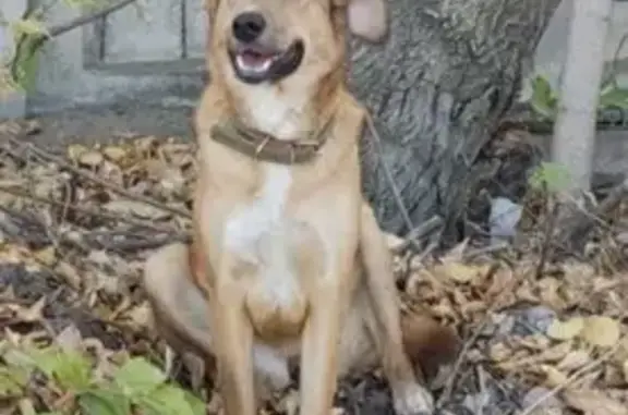 Пропала рыжая собака, 1-й Пересечённый пр.