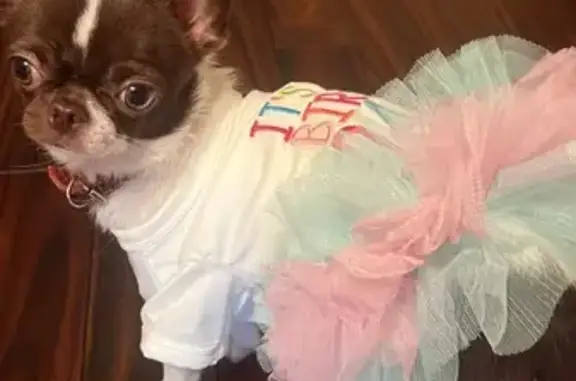 Пропала собака, пр. Жукова, 50 к2, СПб