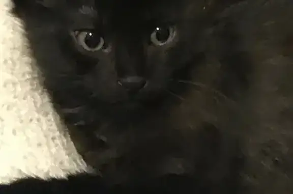 Кошки потеряшки, Севастополь, фото: Потеряшка чёрная кошка, ул. Л. Толстого