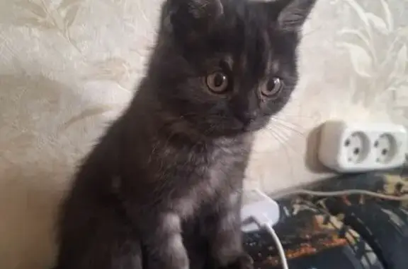 Найдена кошка, Ульяновск, фото: Котенок найден: ул. Минаева 7, Ульяновск