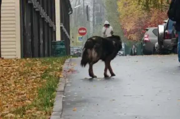 Найдена собака, Москва, фото: Найдена собака, Шипиловский проезд 43А с1