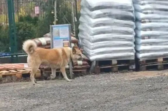 Найдена собака, , фото: Собака у Минского шоссе, 108 км