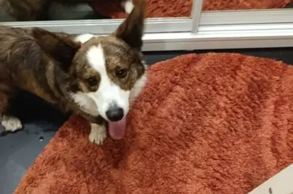 Найдена собака, Тверь, фото: Найдена собака, ул. Маршала Конева, 5 к1