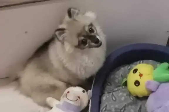 Пропала собака в Судогде, Владимирская обл.