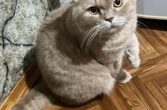 Пропал кот Барсик, Университетская 17