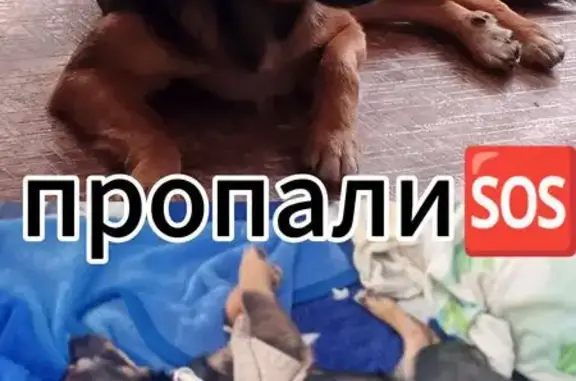 Собаки потеряшки, Новосибирская область, фото: Потеряшкаи собаки в с. Медведское, Новосиб.