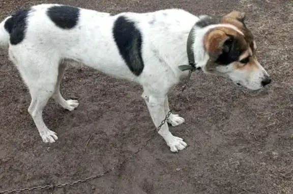 Найдена собака, городской округ Кузнецк, фото: Найдена собака: Рабочая ул., 73, Кузнецк