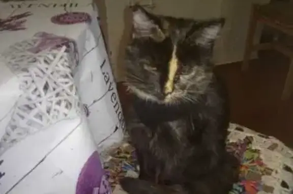 Пропала кошка, Рябиновая ул., Заволжский