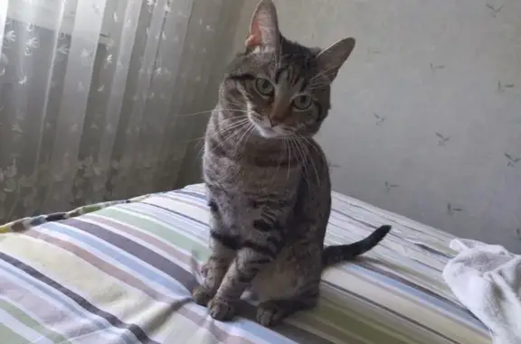 Пропала кошка, ул. Гагарина 75, Краснодар