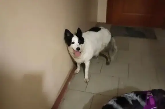 Собака найдена: ул. А. Романова, Вологда