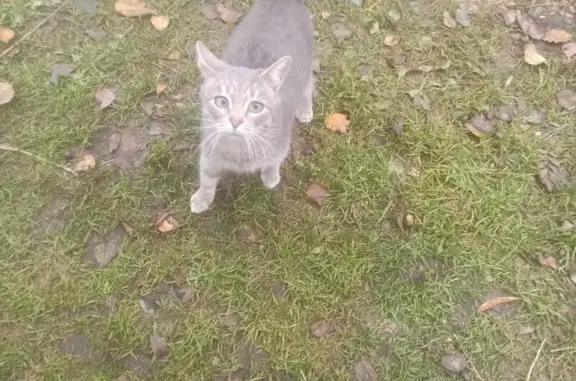 Найдена кошка, , фото: Кошка найдена: 11-я линия, Нурминское СП