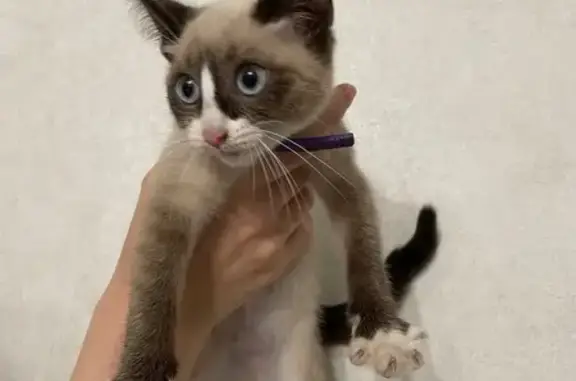 Найдена кошка, Оренбург, фото: Сиамская кошка найдена на ул. Братьев Башиловых