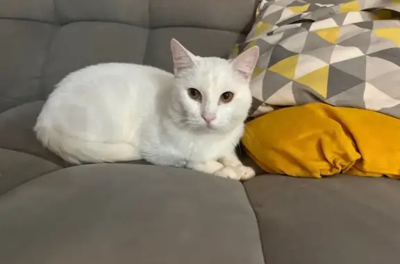 Пропала белая кошка, Лесной тракт, Южный