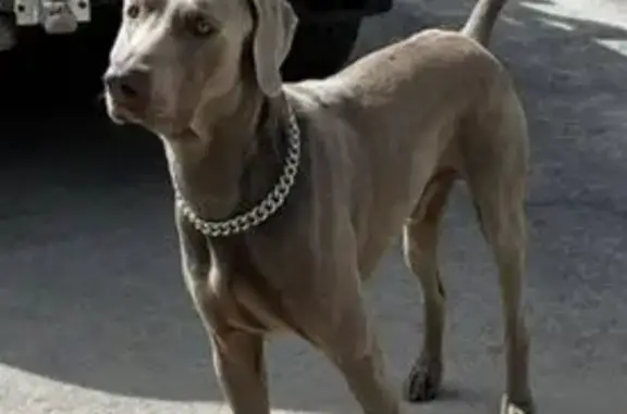 Пропала собака в Томской области