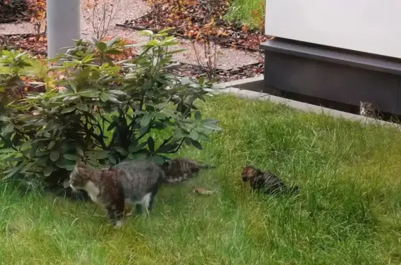 Кошка с котятами у ТЦ Парнас-сити, Парголово