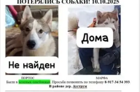 Пропала собака, Ауструм, Башкортостан