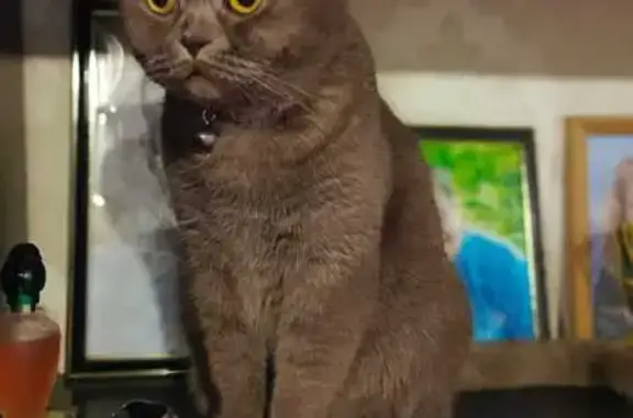 Кошки потеряшки, Ярославль, фото: Потеряшка кошка, пр. Дзержинского 73, Яр.