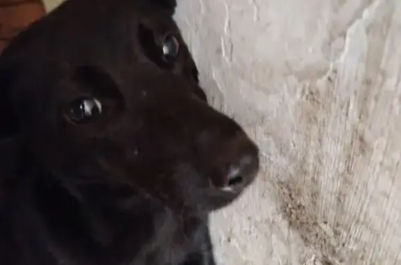 Найдена собака, Губкин, фото: Найдена собака, ул. Липовая Аллея, 16