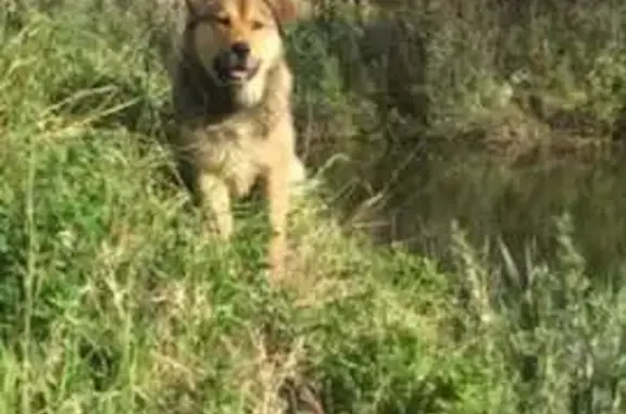 Пропала собака на Трактовой, 128, Тюмень