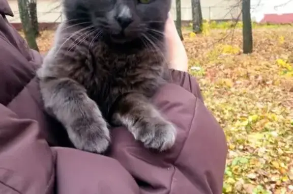 Найдена кошка, Чебоксары, фото: Кошка найдена на ул. Мичмана Павлова, Чебоксары