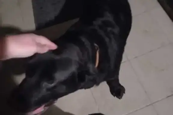 Черная собака найдена на 2-й Ямальской, Краснодар