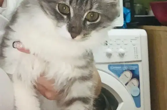 Кошки потеряшки, Орехово-Зуево, фото: Потеряшка кошка, Бондаренко 8, Орехово-Зуево