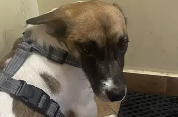 Найдена собака, Апрелевка, фото: Найдена собака, Цветочная аллея 9, Апрелевка