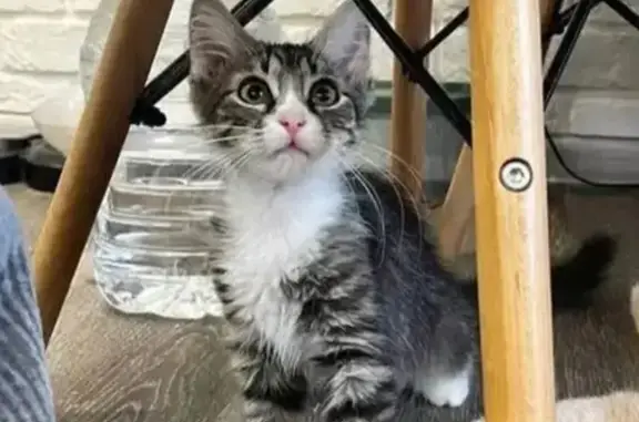 Кошки потеряшки, Тула, фото: Потеряшка кошка, ул. Кауля, 13 к2, Тула