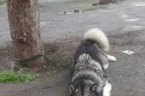 Пропала собака, ул. Мечникова 124, Нальчик