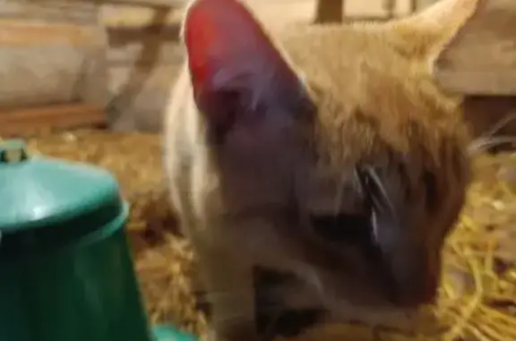 Найдена кошка, Тюмень, фото: Кот найден, Барнаульская ул., Тюмень