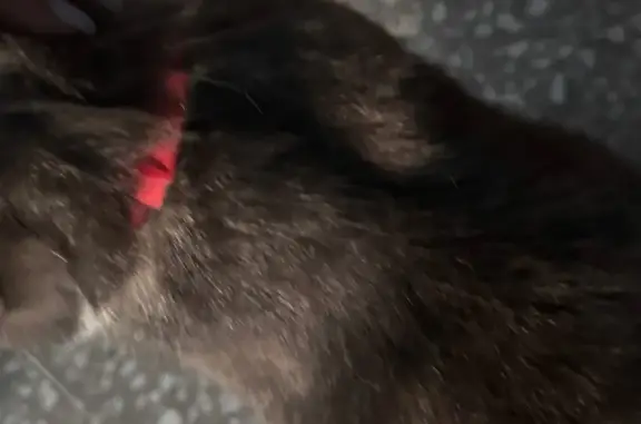 Найдена кошка, Черногорск, фото: Кошка найдена: ул. Бограда, 57, Черногорск