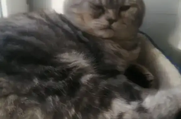 Кошки потеряшки, Октябрьск, фото: Потеряшка кошка, Больничный пер., 14, Октябрьск