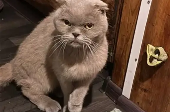 Кошка найдена: ул. Охотников, 36А, Кемерово