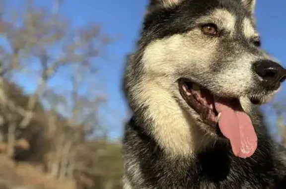 Пропала собака в Поляне, Крым