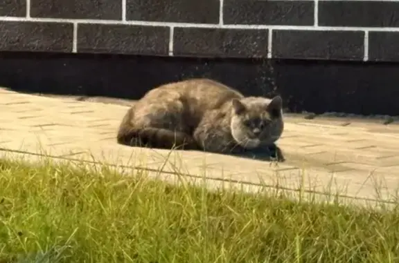 Найдена кошка, Екатеринбург, фото: Кошка найдена на Тюльпановой, 9, Екатеринбург