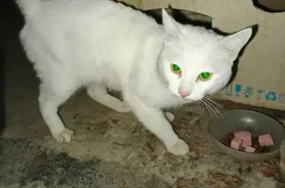 Найдена кошка, Краснодар, фото: Белый кот найден на Карякина, 18, ЗИП
