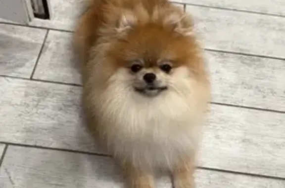 Собаки потеряшки, Барановичи, фото: Потеряшка собака, ул. Скорины, 2, Барановичи