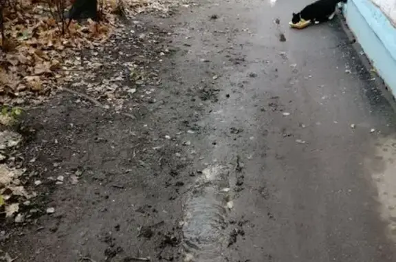 Найдена кошка, Фрязино, фото: Кошка найдена: Институтская 17, Фрязино