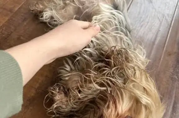 Пропала собака на Светлой, Новая Разводная