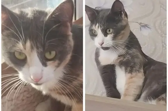 Кошки потеряшки, , фото: Потеряшка кошка, ул. Аудрини, 1, Полоное