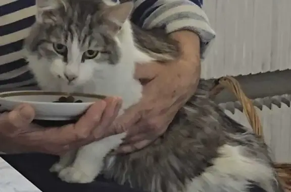 Кошки потеряшки, Королёв, фото: Потеряшка кот, ул. Тихонравова 28, Королёв