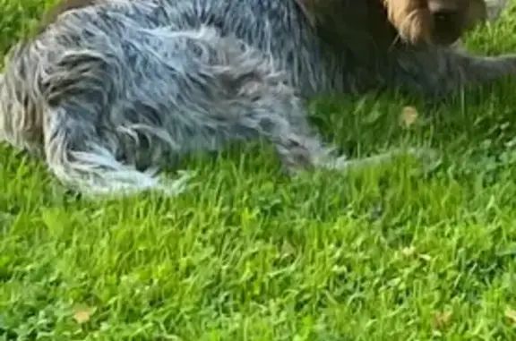 Пропала собака в д. Сорокино, Печоры