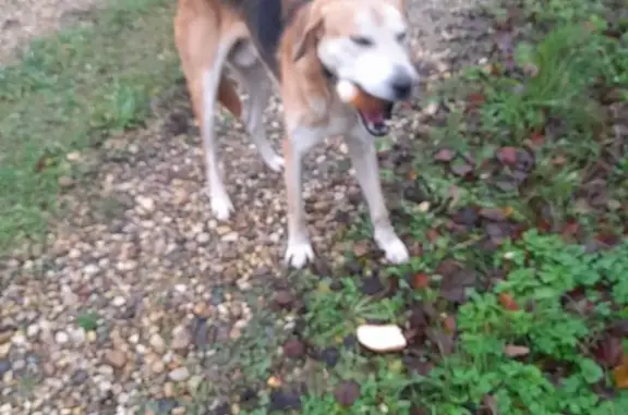 Найдена собака, Московская область, фото: Собака найдена: СНТ Лесная Поляна 3, Дмитров
