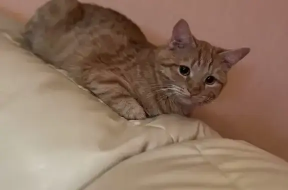 Кошки потеряшки, , фото: Потеряшка рыжий кот, ул. 40 лет Победы, 15Д