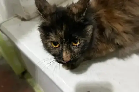 Найдена кошка, Ростов-на-Дону, фото: Кошка найдена: пр. Чехова, 6, Ростов-на-Дону