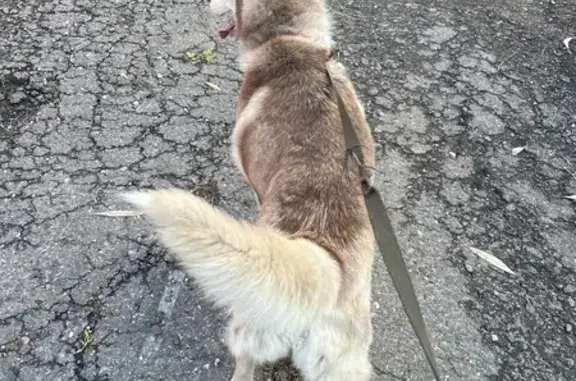 Найдена собака, Пензенская область, фото: Хаски найдена в Бугровке, Пензенская обл.