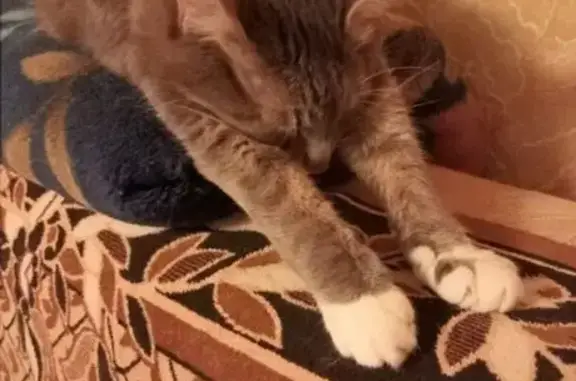 Кошки потеряшки, Смоленск, фото: Потеряшка кошка, ул. Гризодубовой, 1Д